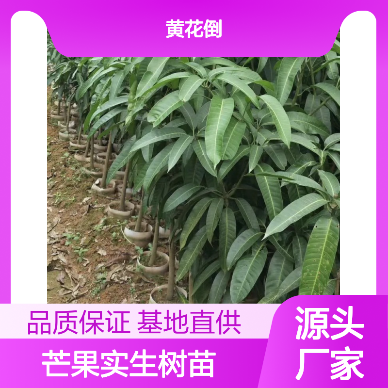 基地直供台农芒果实生树苗 多年生根系发达 成活高规格齐全