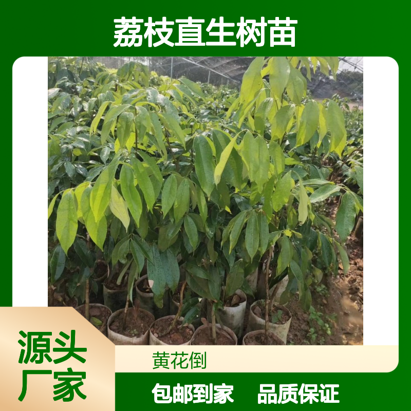 基地直供蜜丁香荔枝直生树苗 送货上门包邮 欢迎来电洽谈经验分享