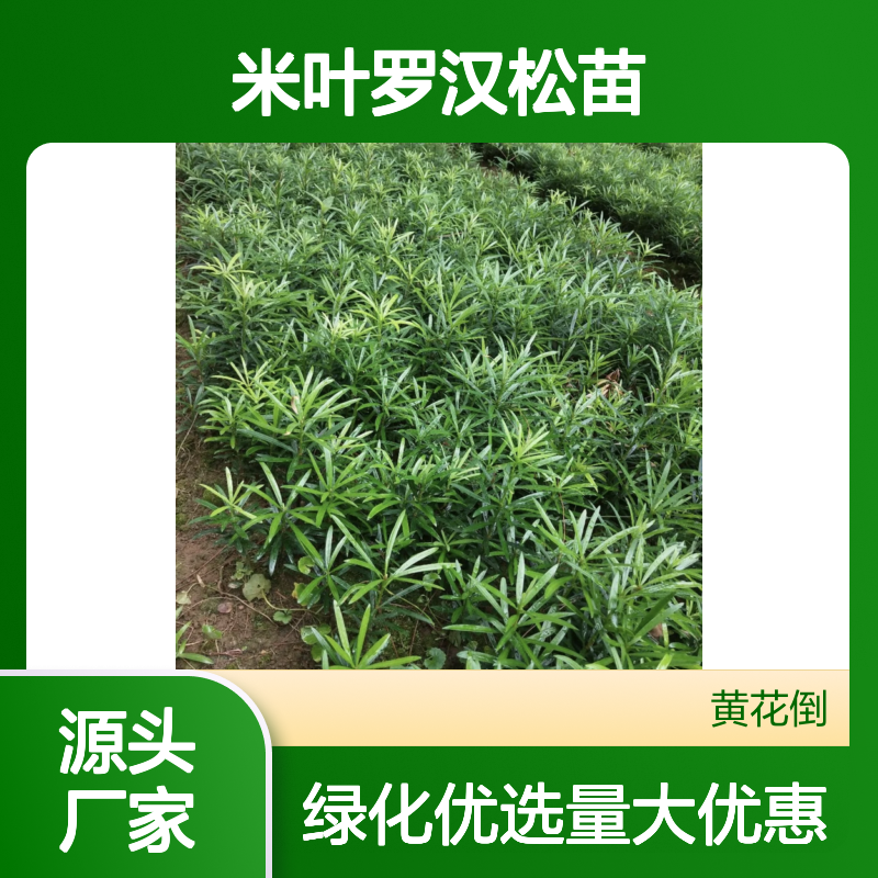 米叶罗汉松苗 庭院绿化优选 批发供应 雄浑苍劲
