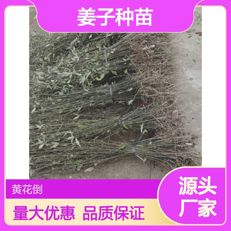 山姜子种苗 落叶灌木 芳香植物 树型优美 风味独特