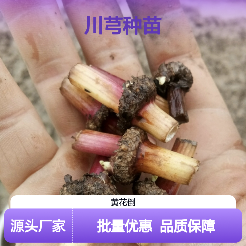 川芎种苗 批发基地直供 园林植物优选 香气浓郁