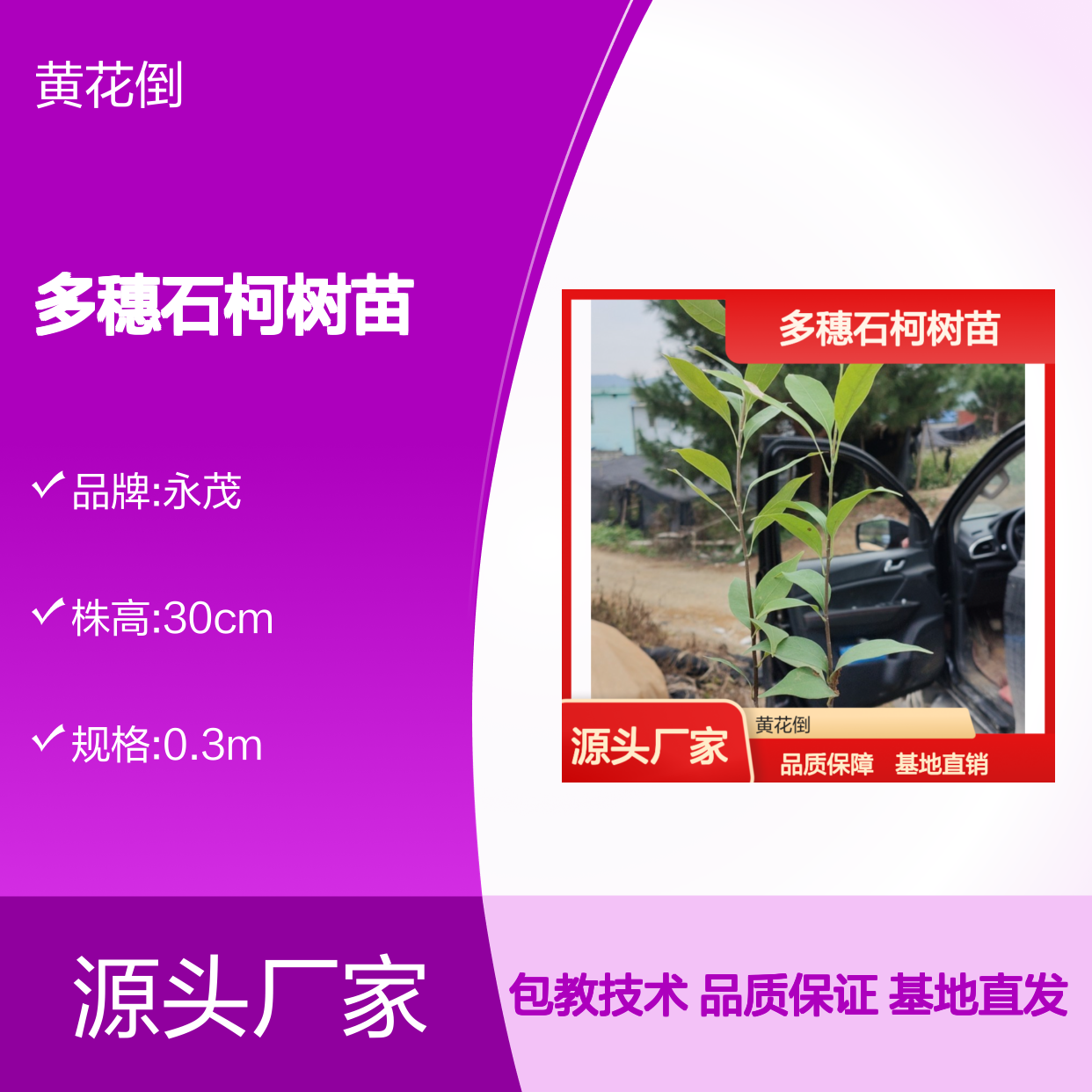 多穗石柯树苗 基地直发 品质保证 包教技术 种植简单
