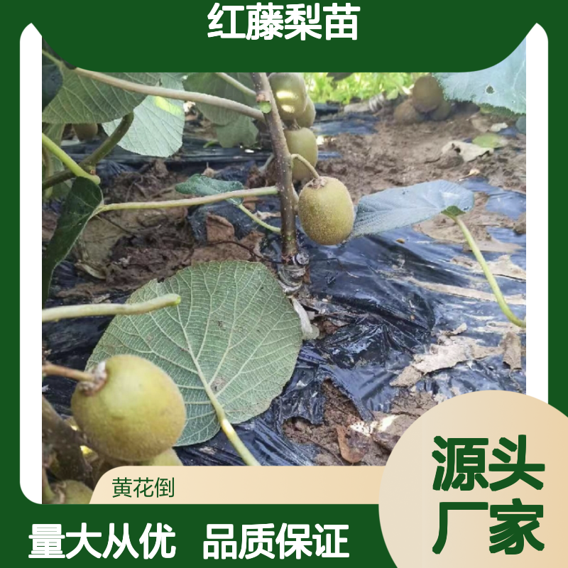 红藤梨苗百亩种植 优质批发供应 口感甜酸 营养丰富
