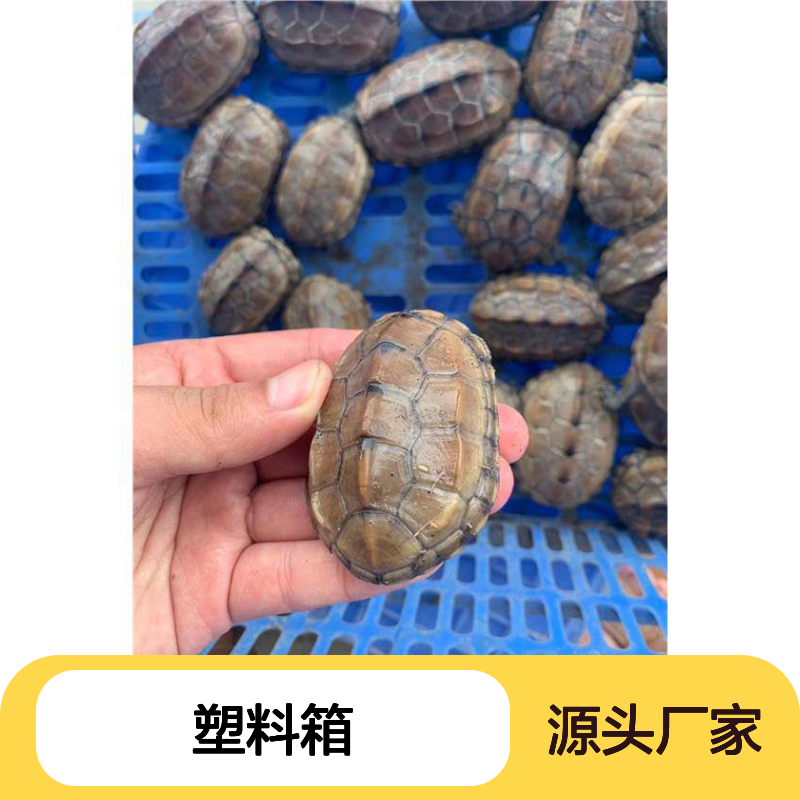 乔丰塑料箱 塑胶浅盘 周转必备 质轻坚固 防蛀耐磨