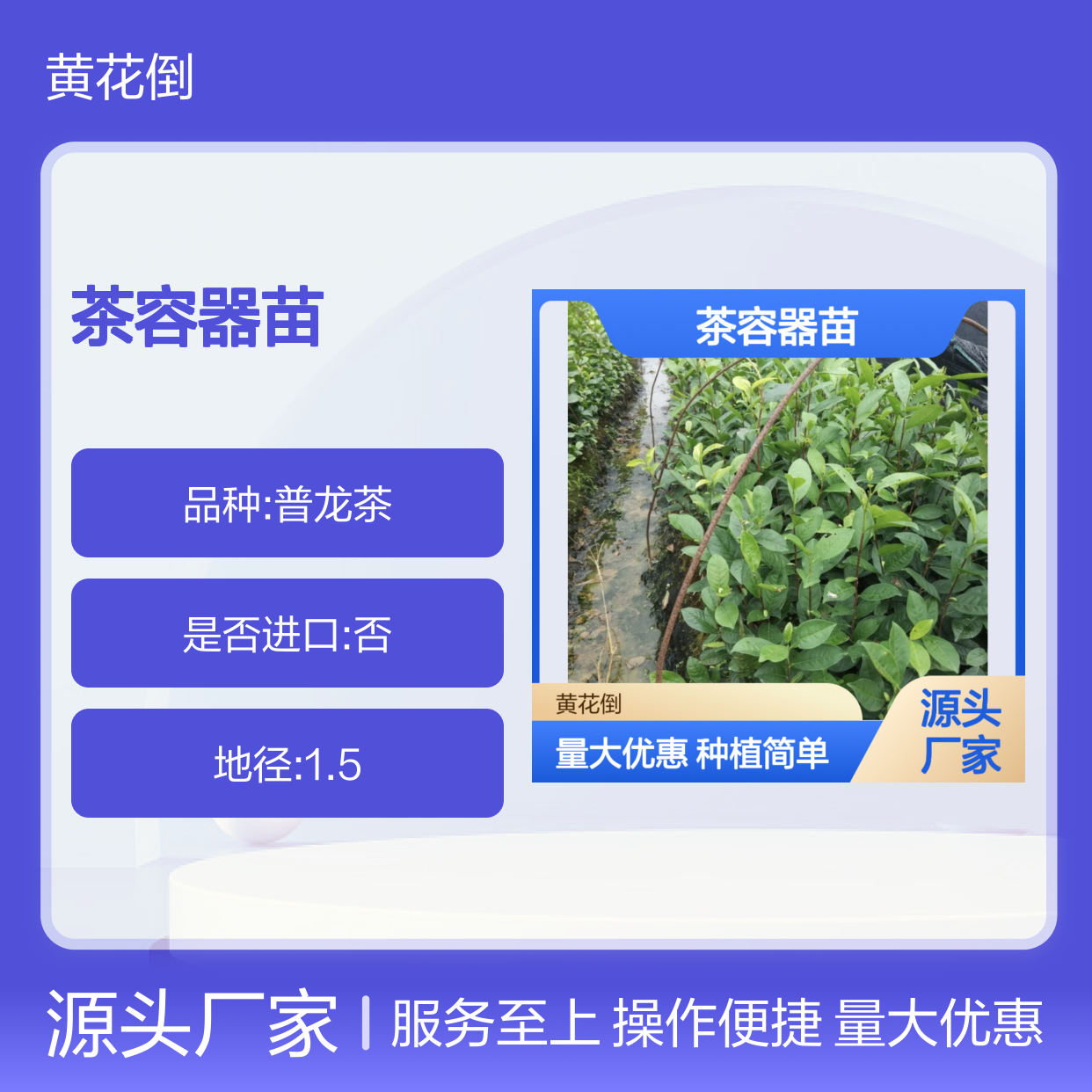 大豪38茶容器苗 产地直供种植简单 品质保证 技术分享