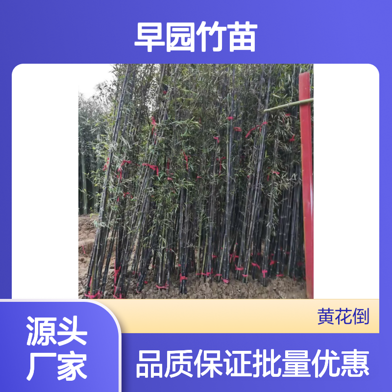 早园竹苗 百亩主产区直供 批发零售 速生型草 成片成林