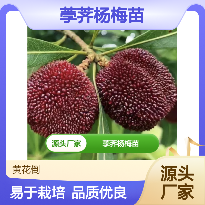 荸荠杨梅苗 基地直供 批发种植 品质优良 易于栽培