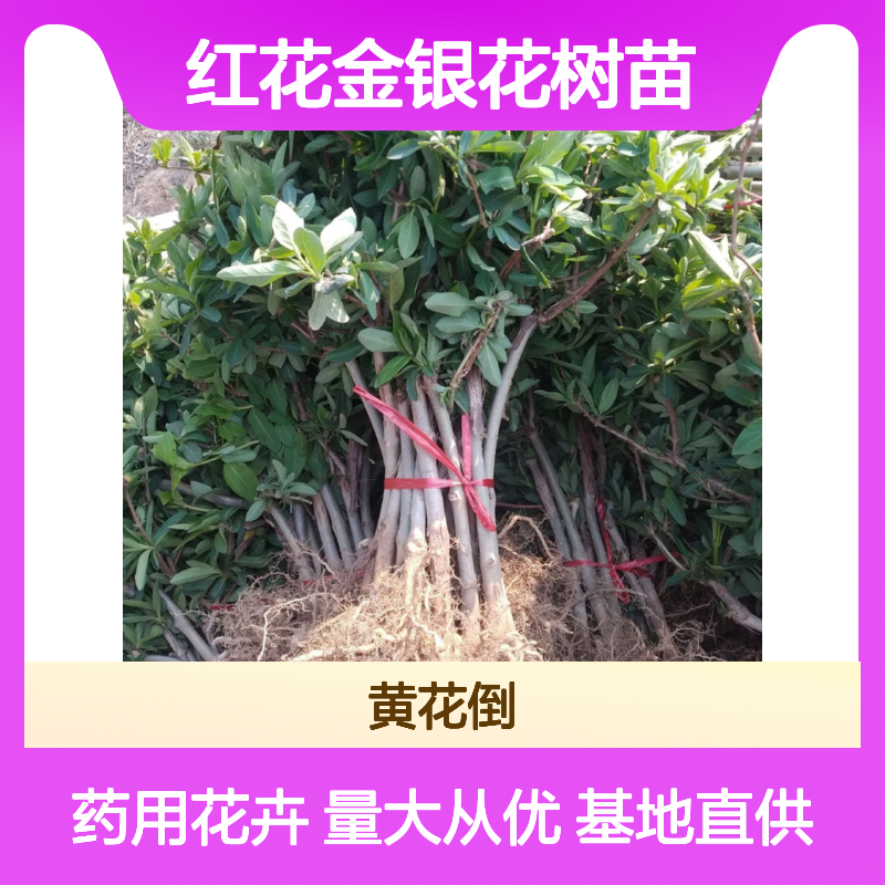 树形金银花3号 红花品种 批发优选 四季常绿 易于定植