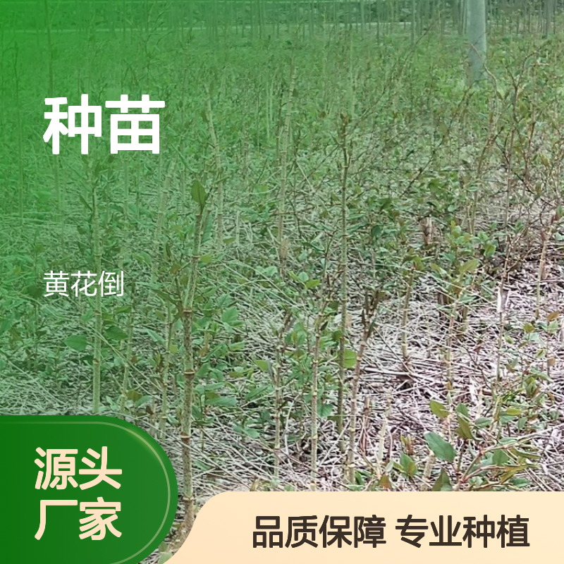 川筋龙种苗 批发基地 专业种植 品质优良 生长迅速