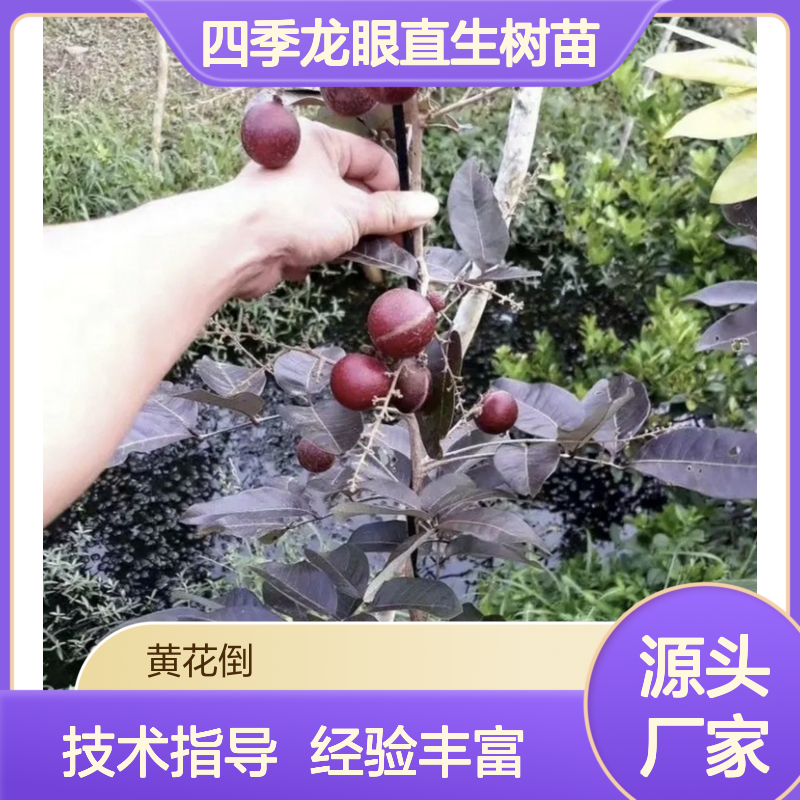 基地批发四季龙眼直生树苗 全程技术指导 十几年苗木培育经验