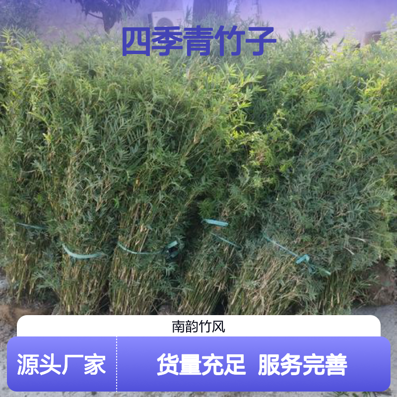四季青竹子 刚竹 金镶玉竹 罗汉竹 园林绿化竹子苗 货量充足