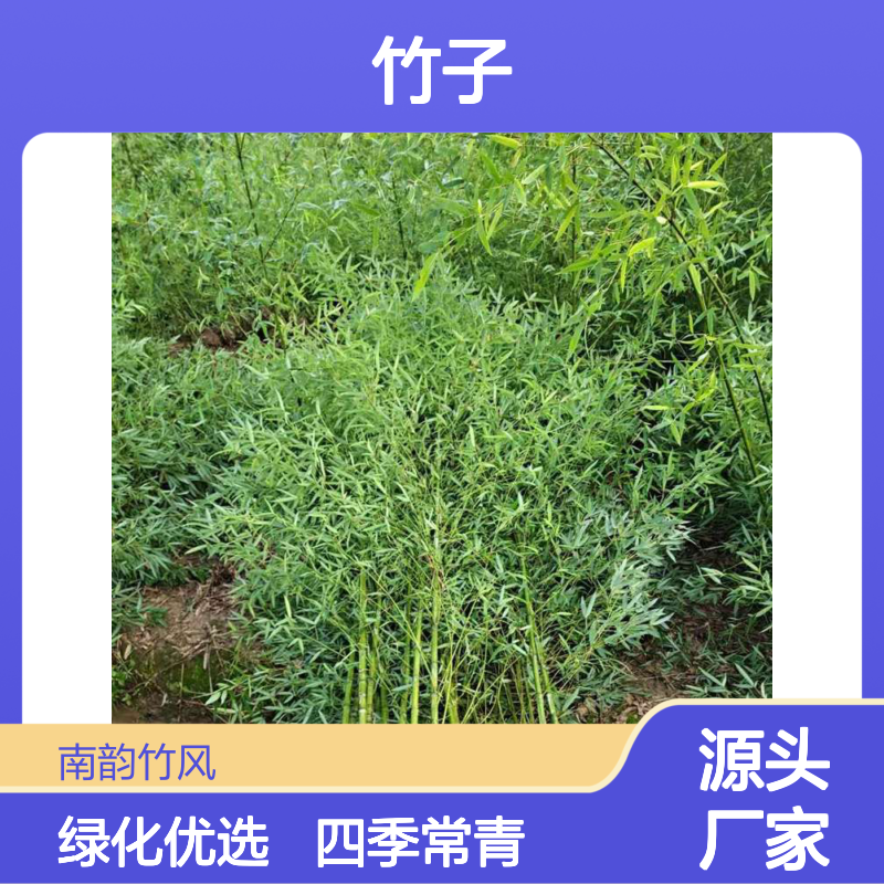 宝 安竹子种植工程 竹子苗庭院植物盆栽四季常青绿化罗汉竹苗