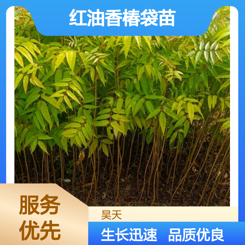 红油香椿袋苗H40-100公分 双色叶食用香椿苗木 长江流域适用