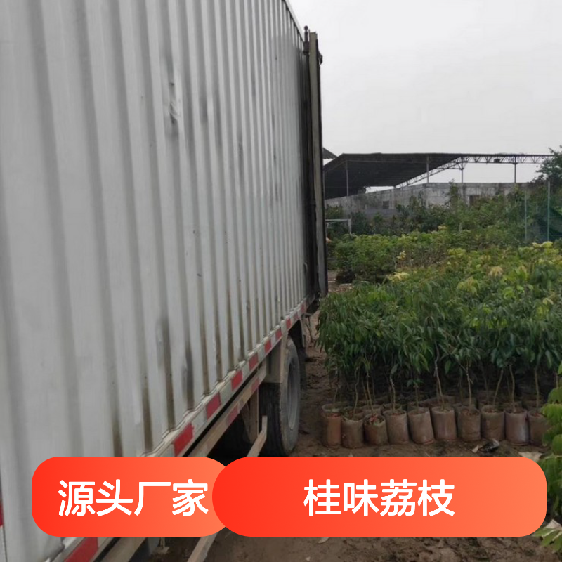 当天起苗当天发桂味荔枝实生苗 多年生根系发达 成活高规格齐全