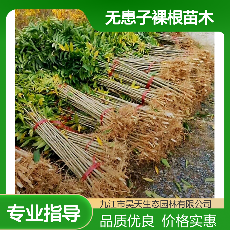 昊天园林无患子裸根苗木 长江流域适用 0.8米高观叶落叶树