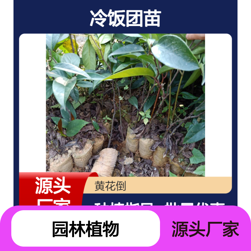 冷饭团苗 批发基地直供 园林植物 品质优良 管理科学