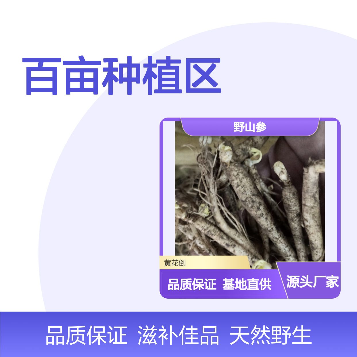 野山参百亩种植区 批发供应 源自天然 品质上乘