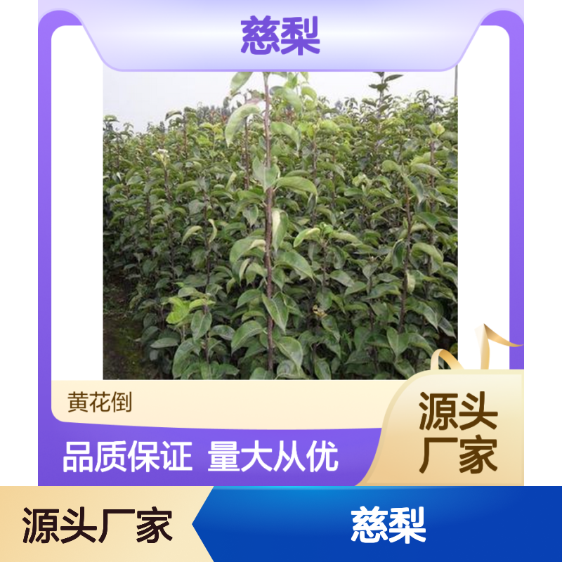 慈梨百亩基地直供 果实味美汁多 甜中带酸 适应性强