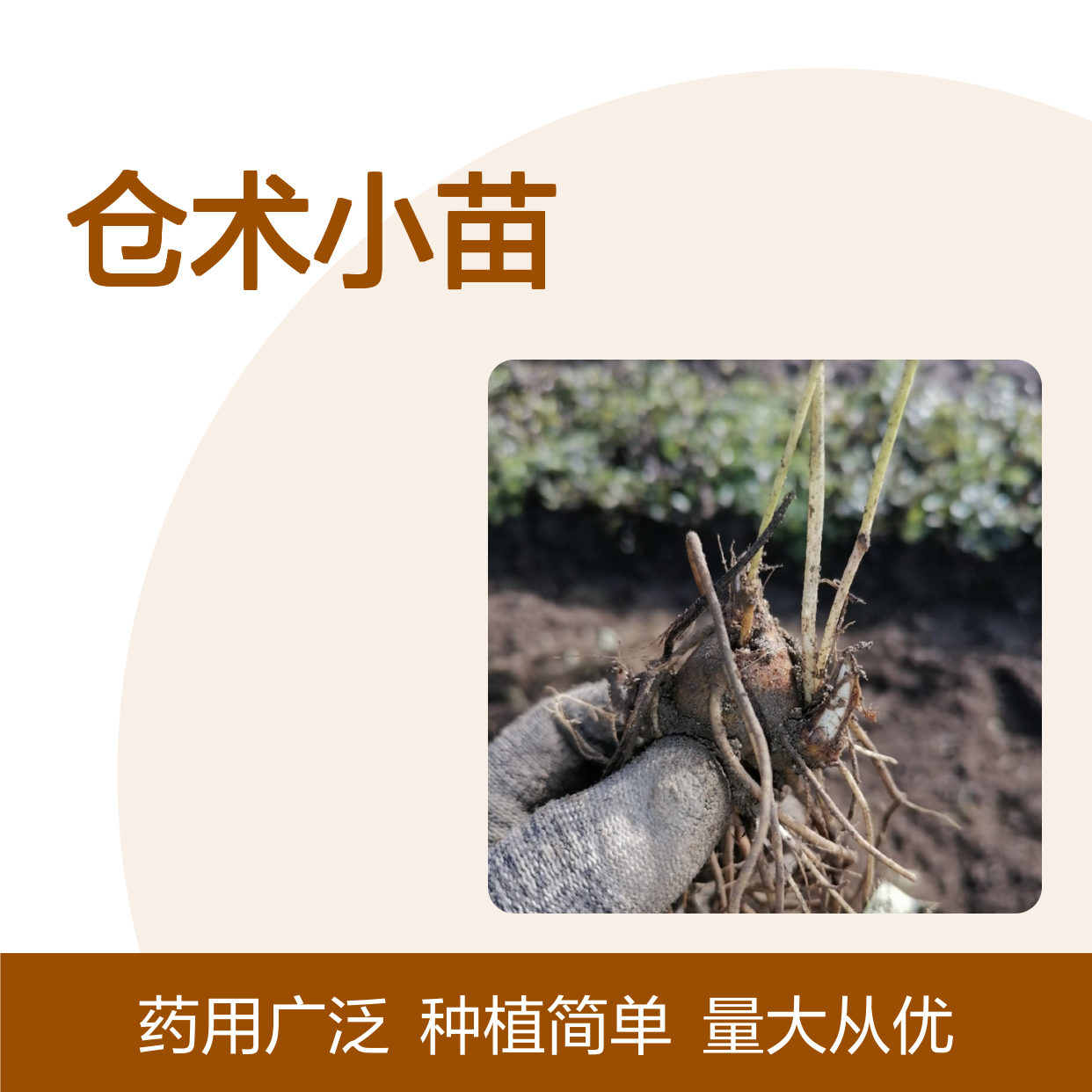 仓术小苗 多年生草本 菊科植物 绿色健康 适应性强