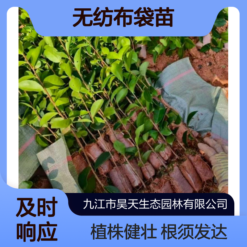 H50-80公分 实生油茶苗木 无纺布袋苗 根须发达植株健壮易嫁接