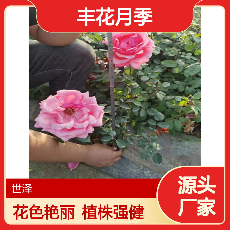 丰花月季 多分枝 花境观赏 植株健壮 基地现挖 全国配送