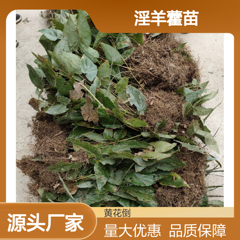 精选淫羊藿苗 种植园直供 草药种植好选择 多年生长