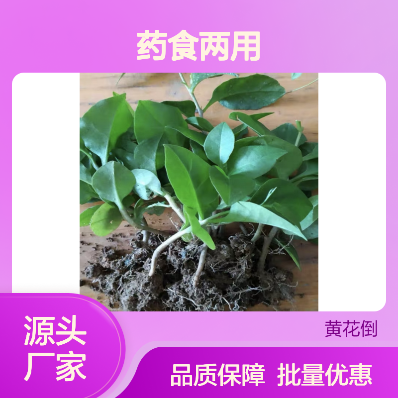 田七药食两用 种植技术详解 管理精细 品质优良