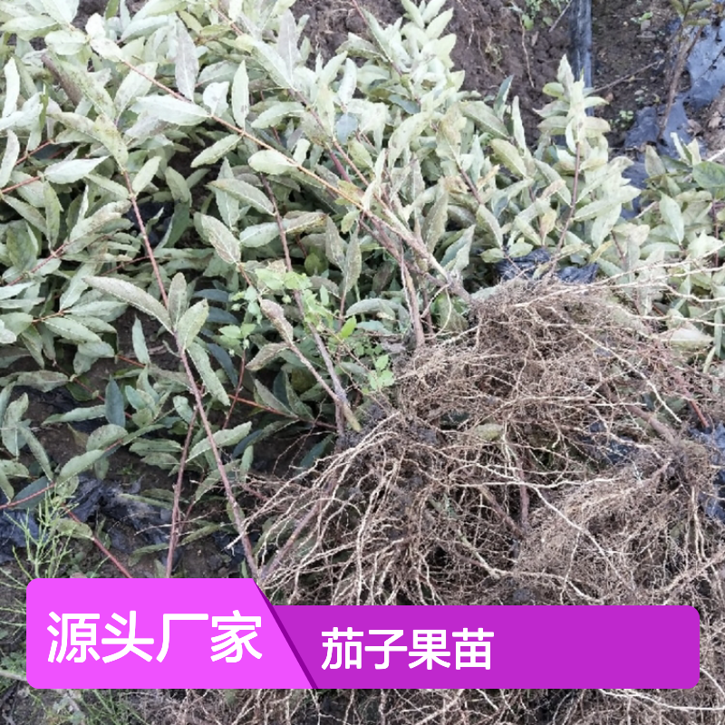 山茄子果苗 耐寒蓝靛果苗 基地直供 生长旺盛 良种培育
