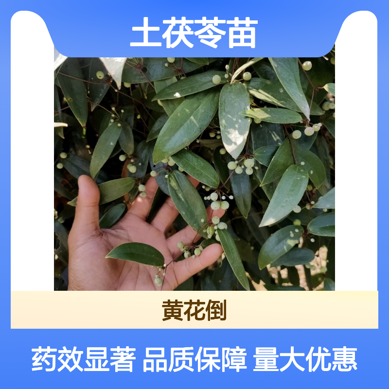 土茯苓苗 药用植物种植园直供 生长迅速 易于管理