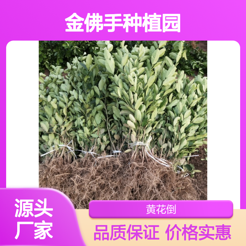 金佛手树苗 批发高产果树苗木 易于管理 观赏性强
