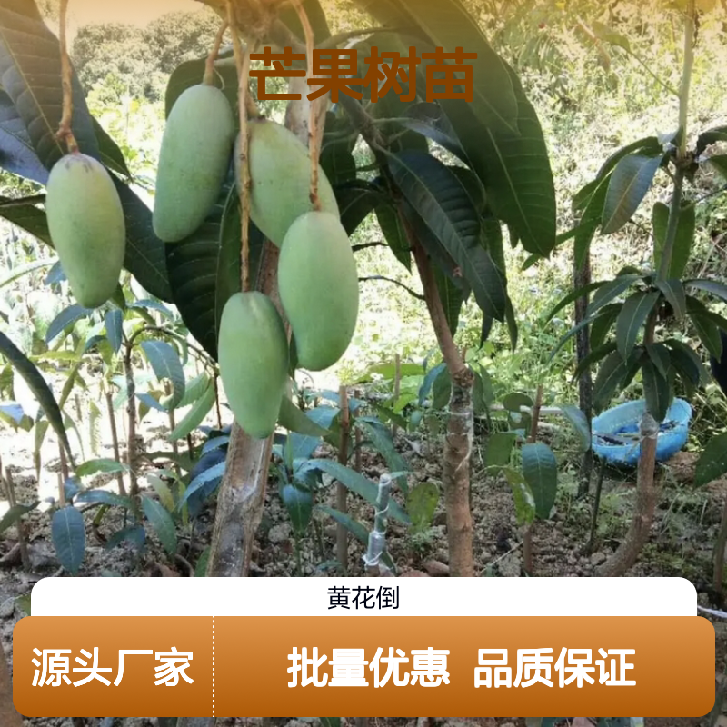 精选金煌芒果树苗 种植区源头供货 品质优良 成活率高