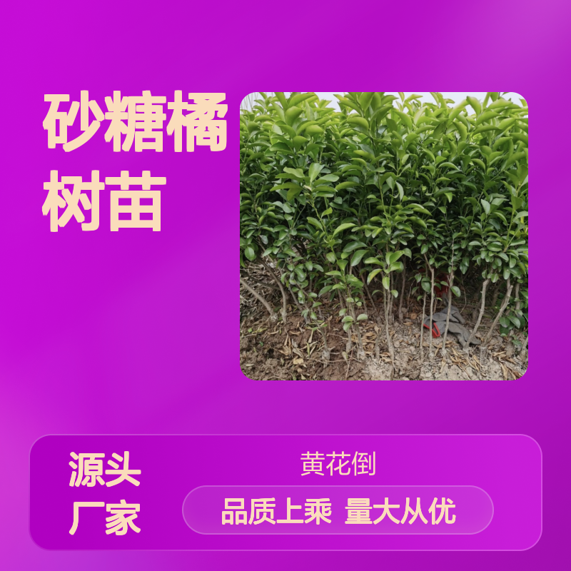 砂糖橘树苗 基地直供 果实鲜美 口感细腻 品质保证