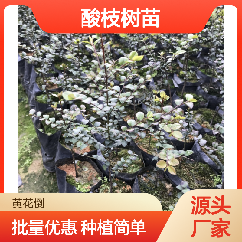 酸枝树苗批发 造林优选 豆科紫檀属植物 抗风能力强