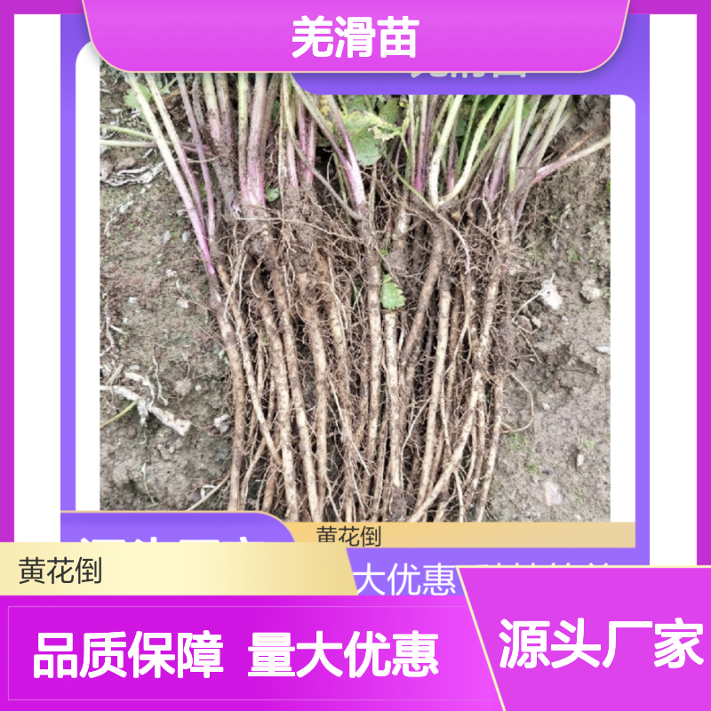 羌滑苗三出式叶，易定植 技术成熟 诚信经营 品质可靠