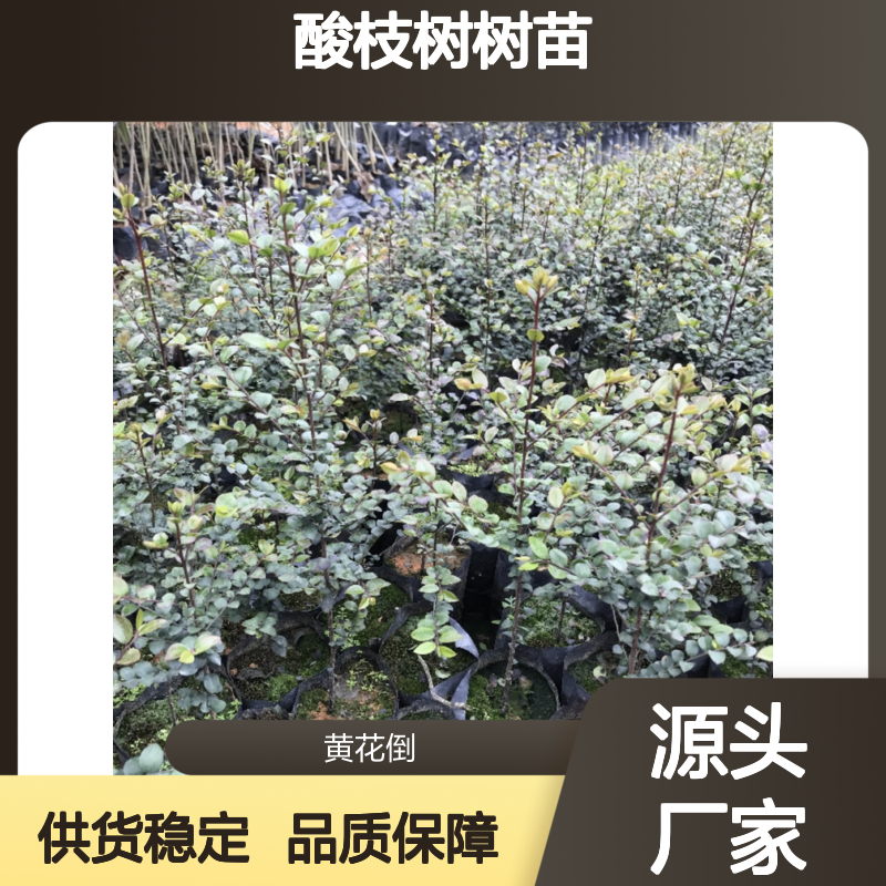 酸枝树树苗 种植基地直供 乔木品种 抗虫害强 商业价值高