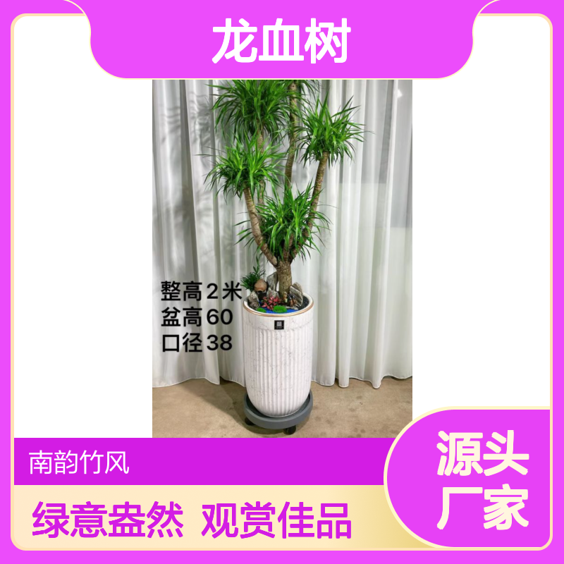 龙血树车公庙富贵树 室内大型观景盆栽 绿意盎然 南韵竹风