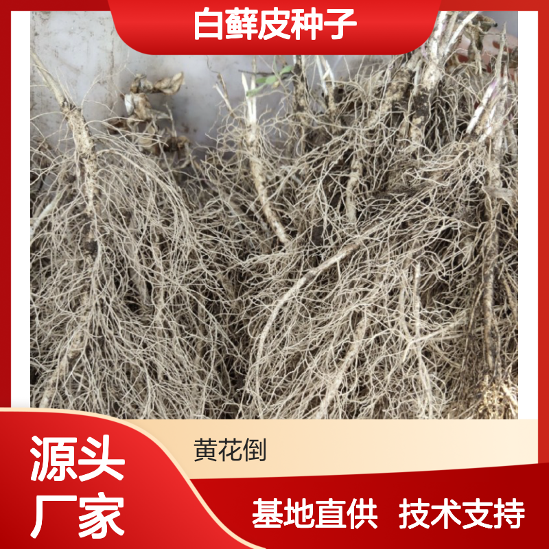 当年新采白藓皮种子 自营基地直供技术指导 品质保证