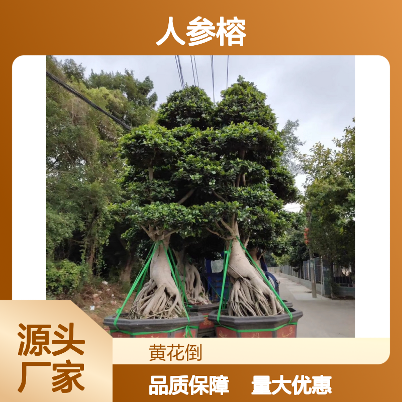 人参榕盆景 主产区直供 批发基地 造型独特 生长旺盛