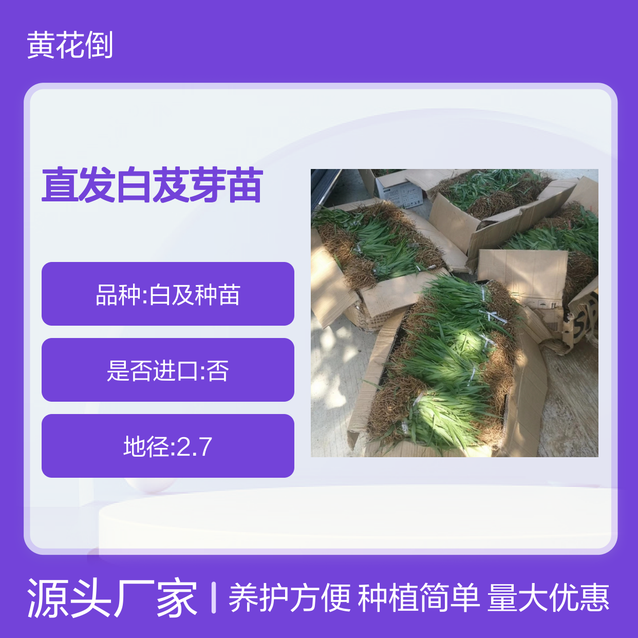 产地直发白芨芽苗 种植技术简单 生长迅速 适应性强