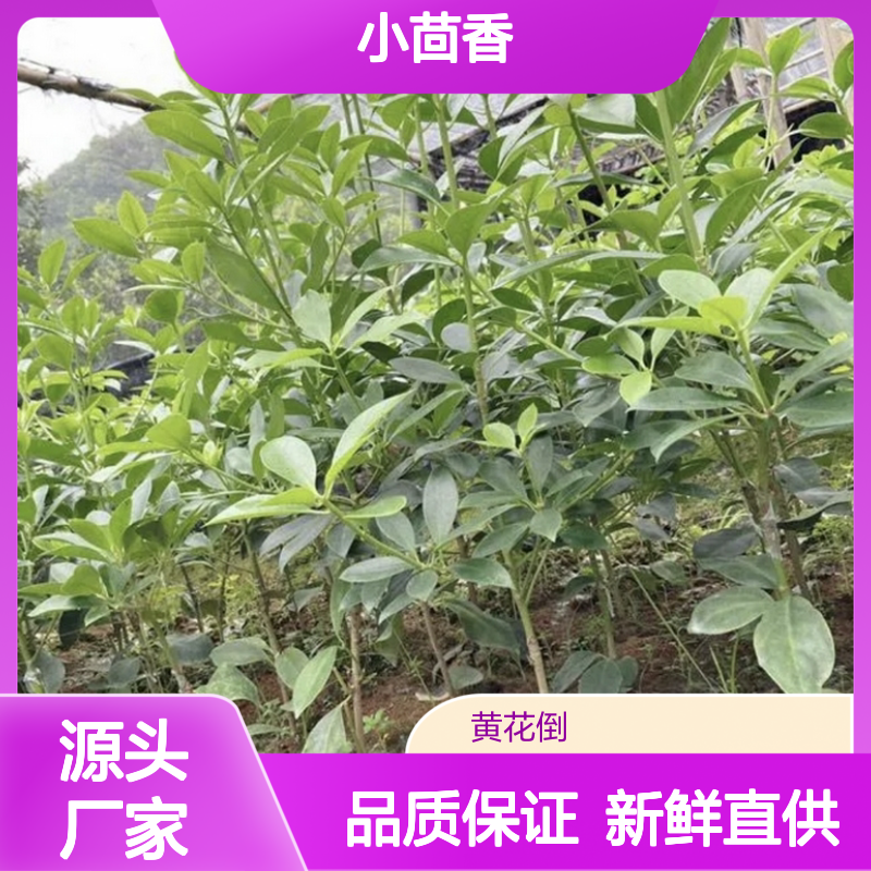 现起现发小茴香直生苗 苗木专业培育 品质优良