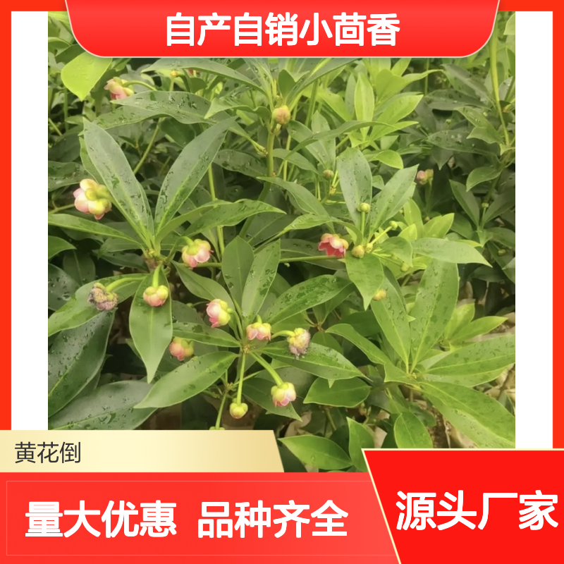 自产自销小茴香直生树苗 品种齐全质量保证 根系发达种植好管理