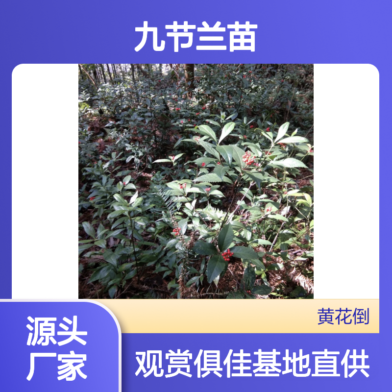 九节兰苗 基地直供 绿化观赏皆宜 易于繁殖 吉祥富贵
