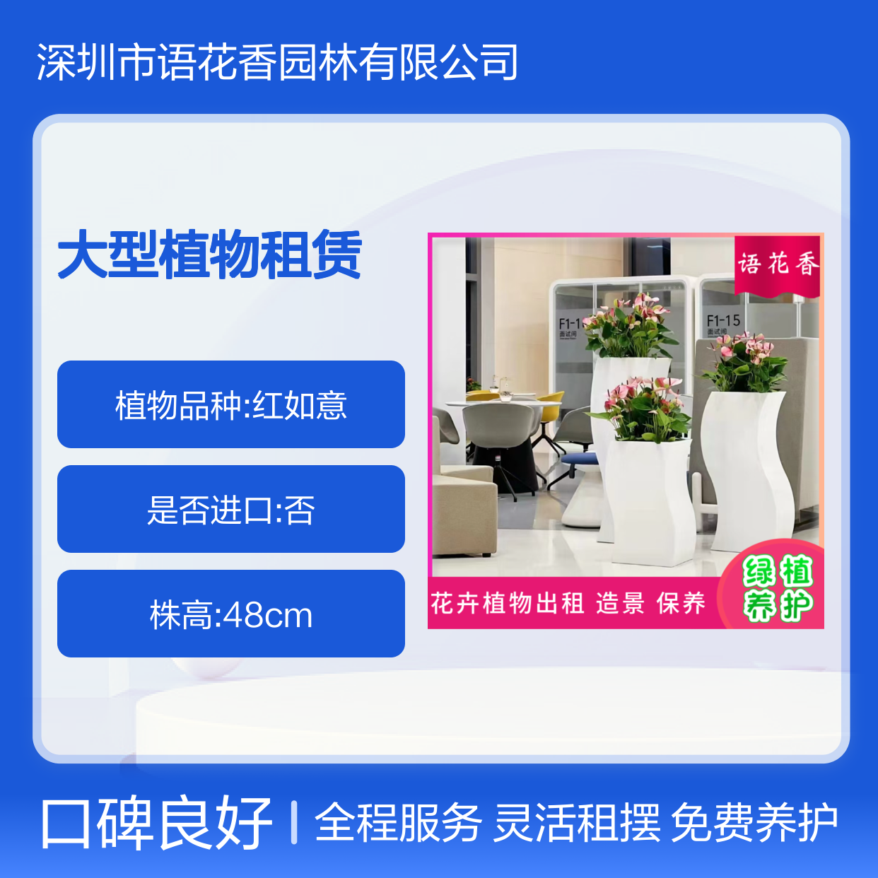 大型植物租赁服务 盆栽君子兰租摆 免费养护 打造有氧环境