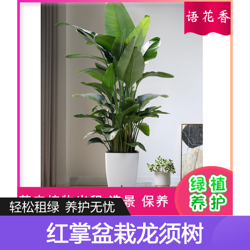 红掌盆栽龙须树组合 大型植物出租 办公室绿化设计养护