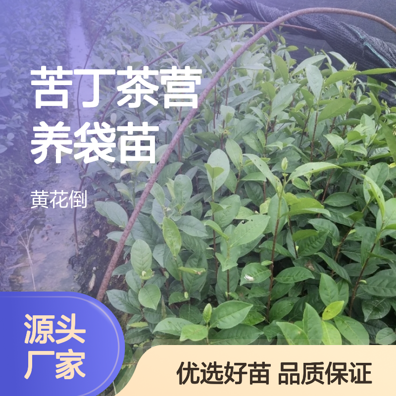 基地直供苦丁茶营养袋苗 品质优良 专业培育 健康绿色