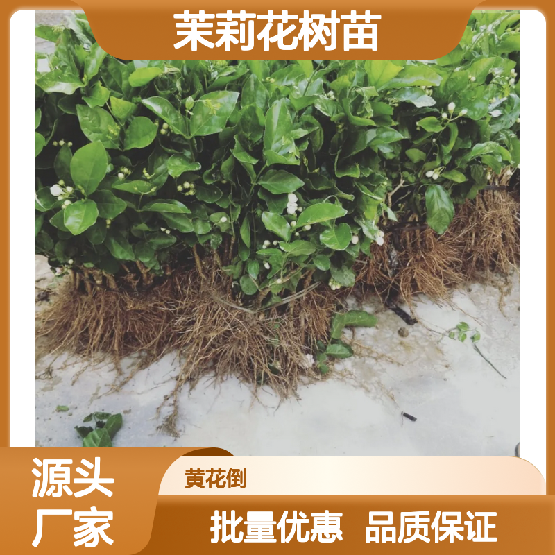 精选茉莉花树苗 盆栽地栽皆宜 品种优良 生长旺盛