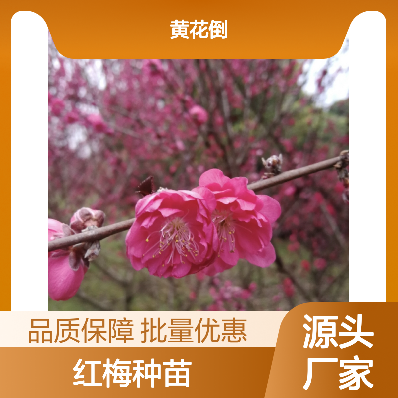 红梅种植园 优质红梅种苗 基地直供 观赏性强 生长旺盛