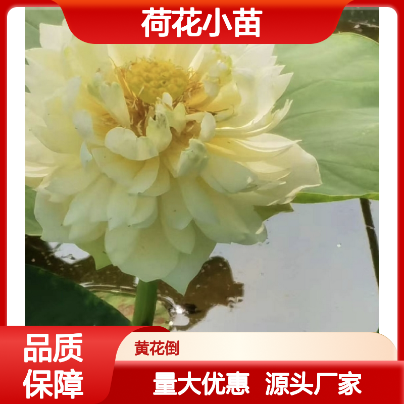 荷花百亩种植园 优质荷花小苗 批发供应 栽培精湛