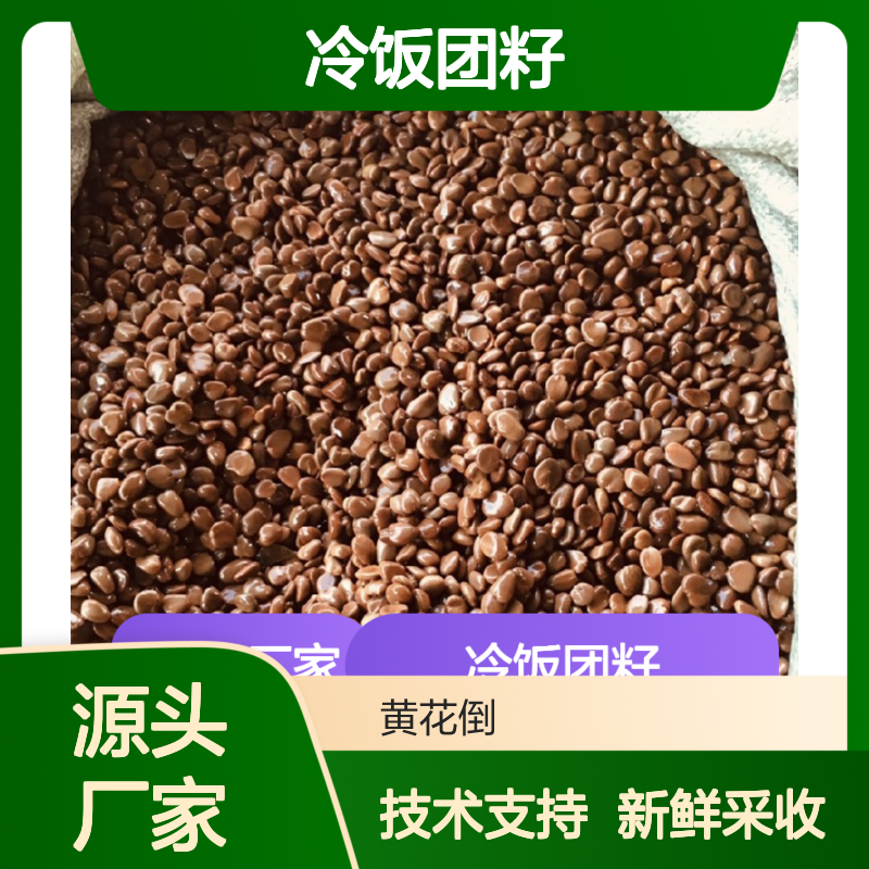 冷饭团籽新鲜采收 种植技术指导服务 产地直供