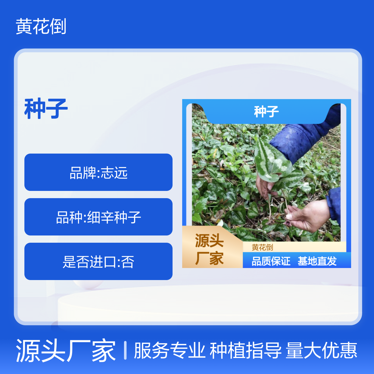 小辛种子 新鲜黄花倒 基地直发 农林牧业优选 品质保证